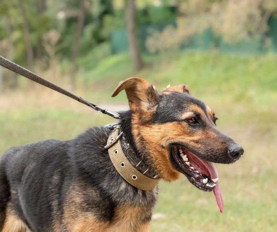 Ley de Mordeduras de Perro de California: Cuando la mordedura ocurre en propiedad privada o pública