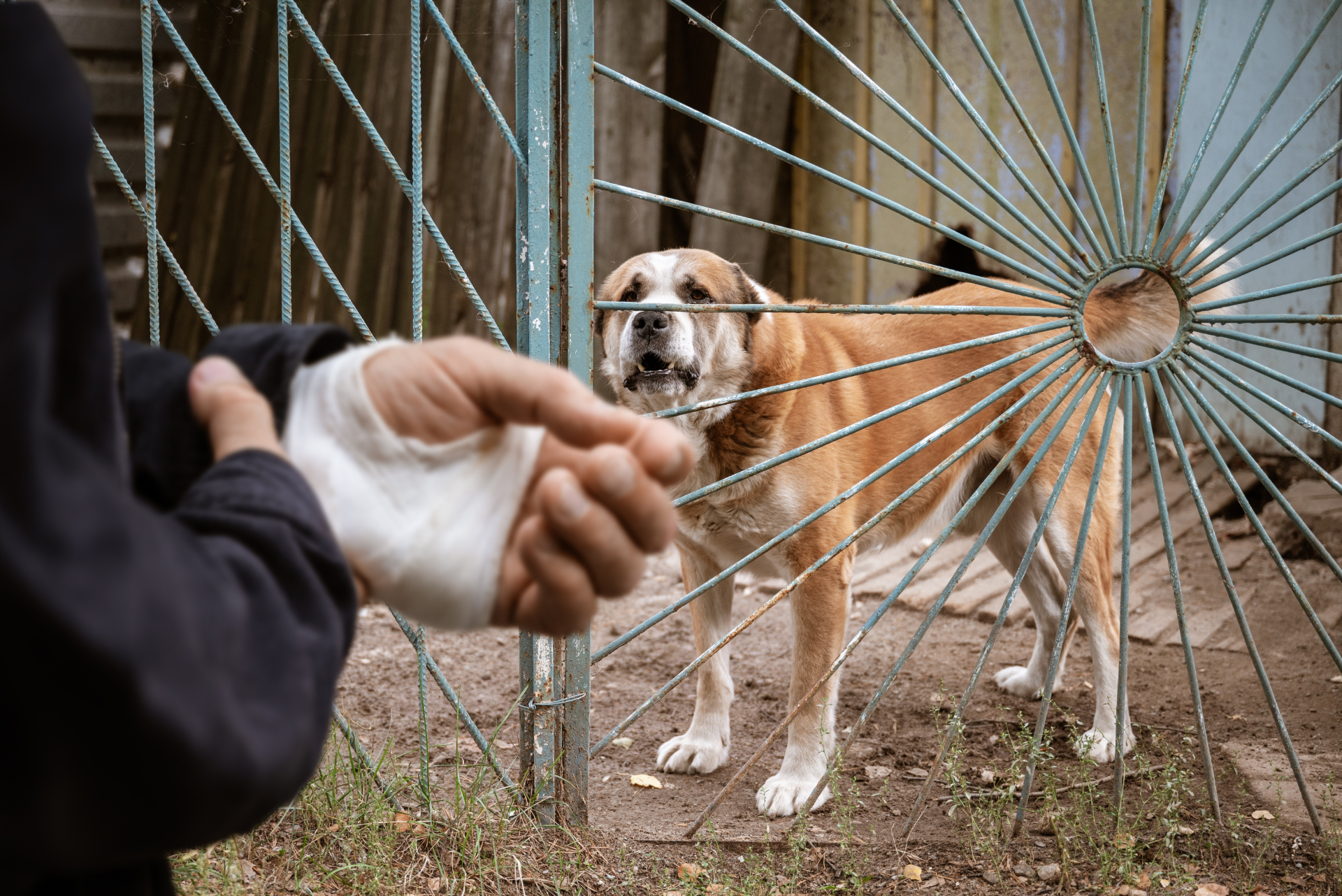 Turlock Dog Bites Attorneys
