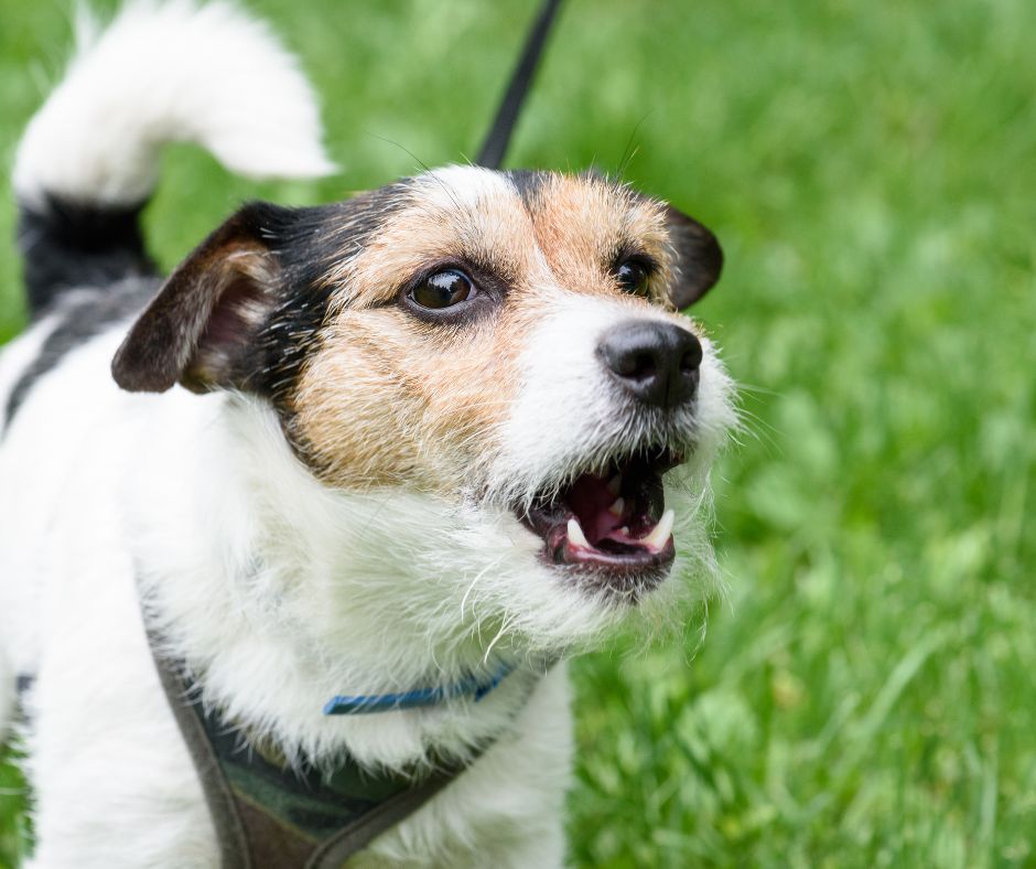 Los Angeles Dog Bite Attorney